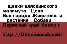 щенки аляскинского маламута › Цена ­ 20 000 - Все города Животные и растения » Собаки   . Пермский край,Кизел г.